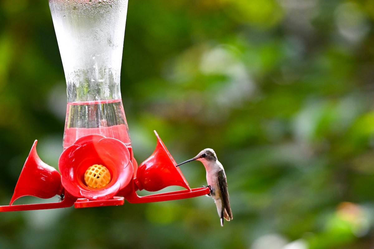 kalypta rubínohrdlá - ML645915319