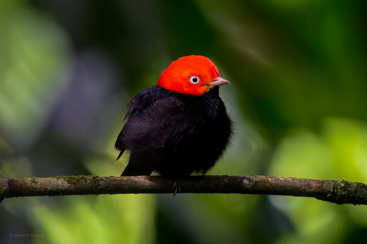 Red-capped Manakin - ML645915332