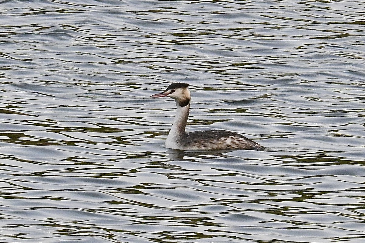 Great Crested Grebe - ML645915333