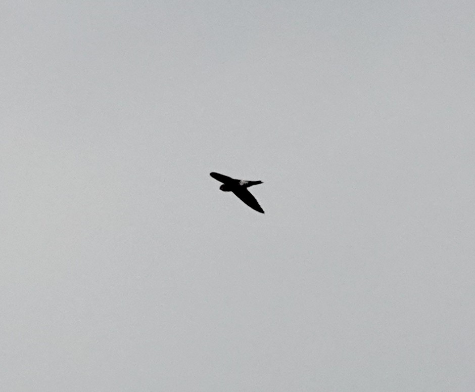 Aerodramus sp. - ML645915334