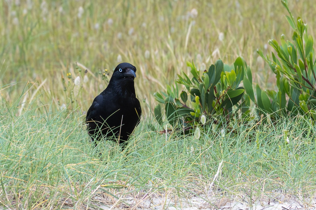 ミナミコワタリガラス - ML645915335