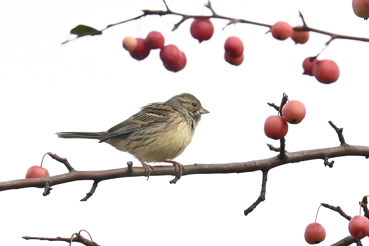 Black-faced Bunting - ML645915337