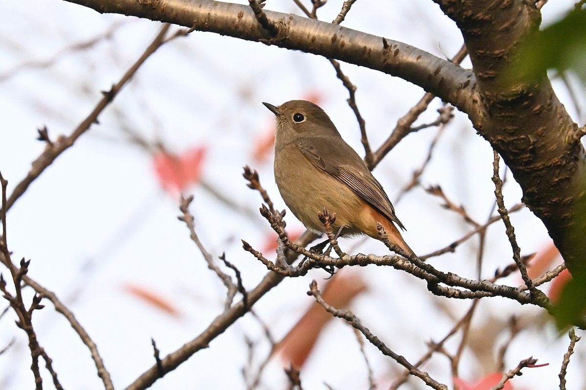Daurian Redstart - ML645915339