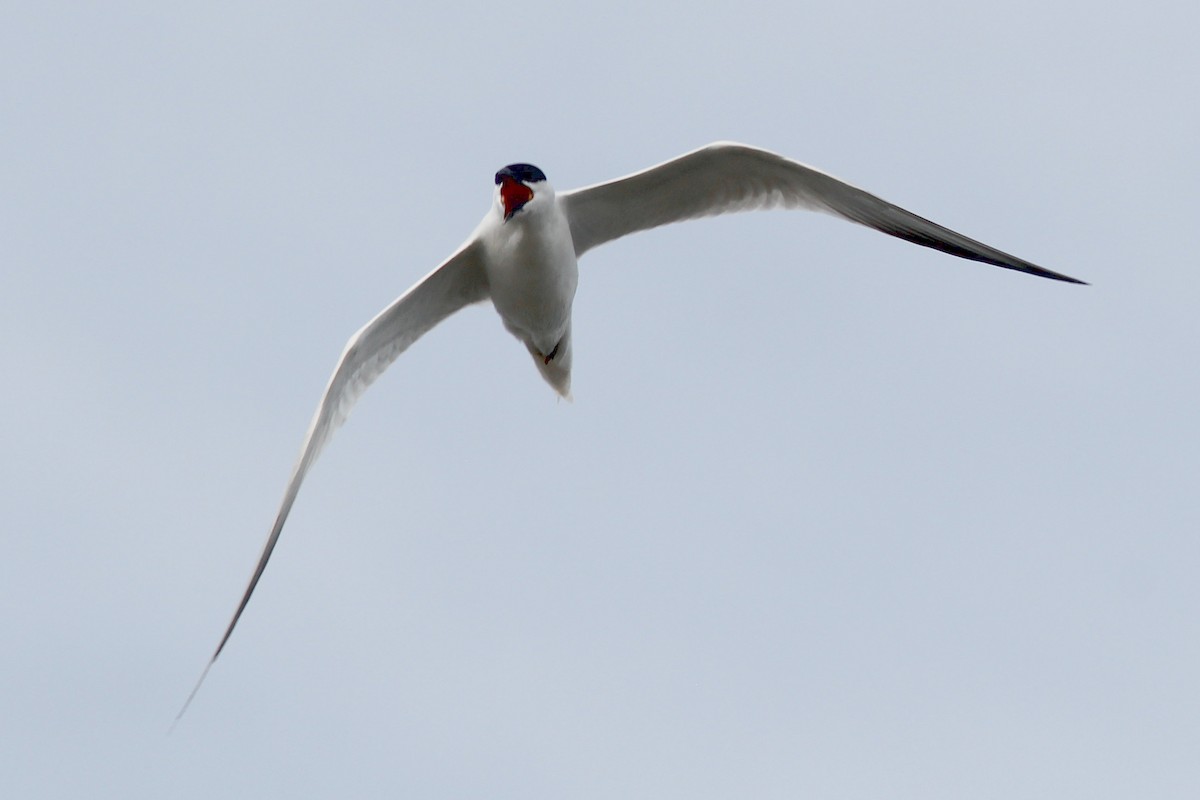 Australian Tern - ML645915340