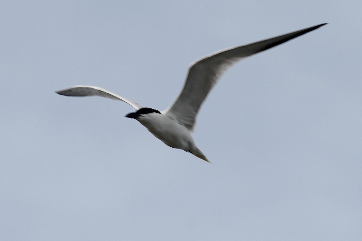 Australian Tern - ML645915341