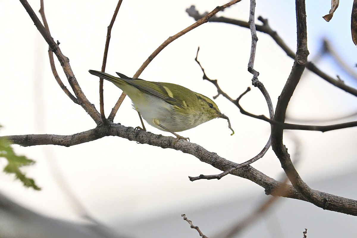 Pallas's Leaf Warbler - ML645915342