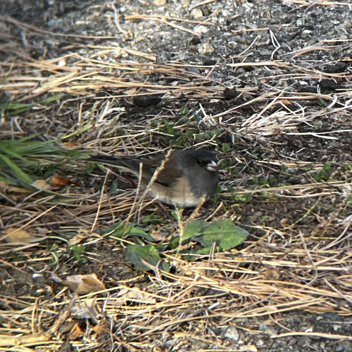 Dark-eyed Junco (Oregon) - ML645915343