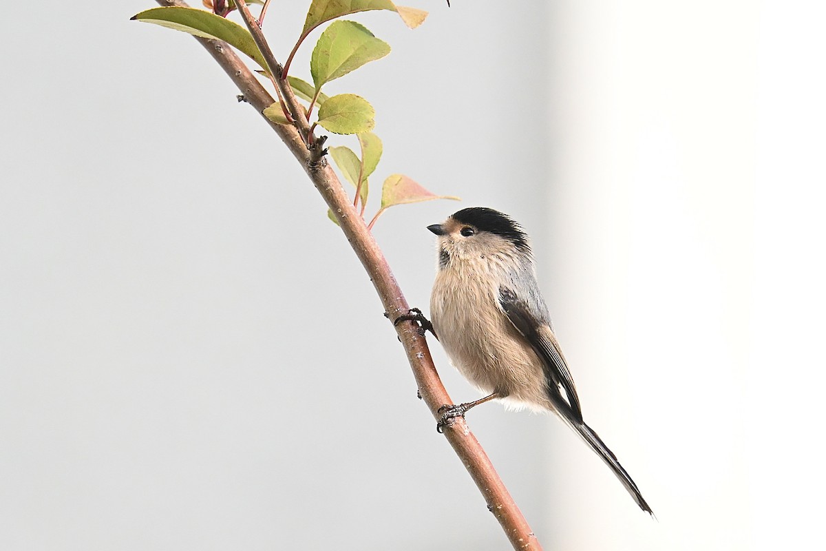 Silver-throated Tit - ML645915347