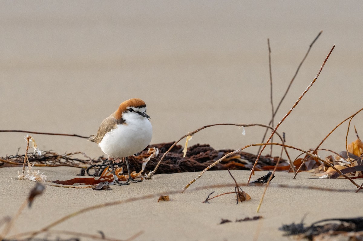 Red-capped Plover - ML645915354