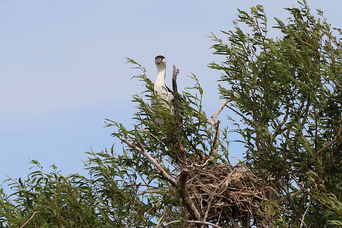 Pied Cormorant - ML645915364