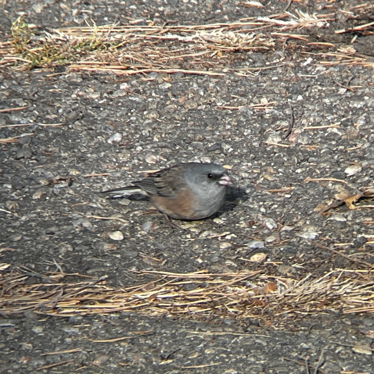 Dark-eyed Junco (Pink-sided) - ML645915370