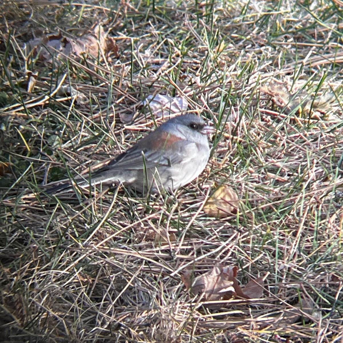 Dark-eyed Junco (Gray-headed) - ML645915382