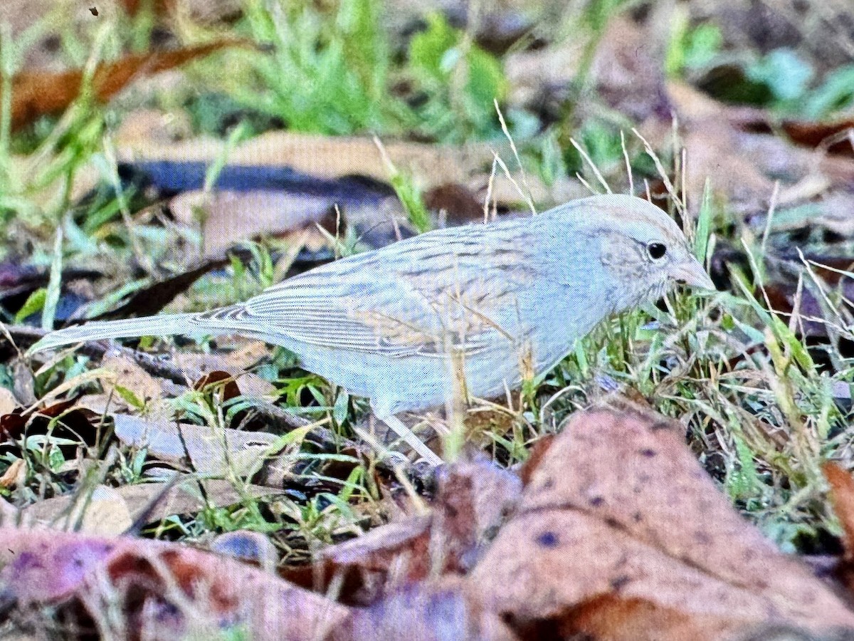 strnádka vrabcovitá - ML645915385