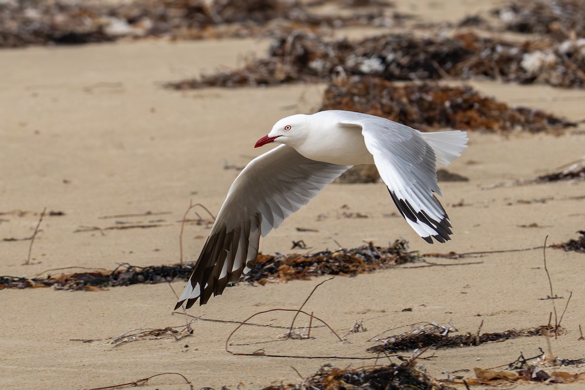 Silver Gull - ML645915393