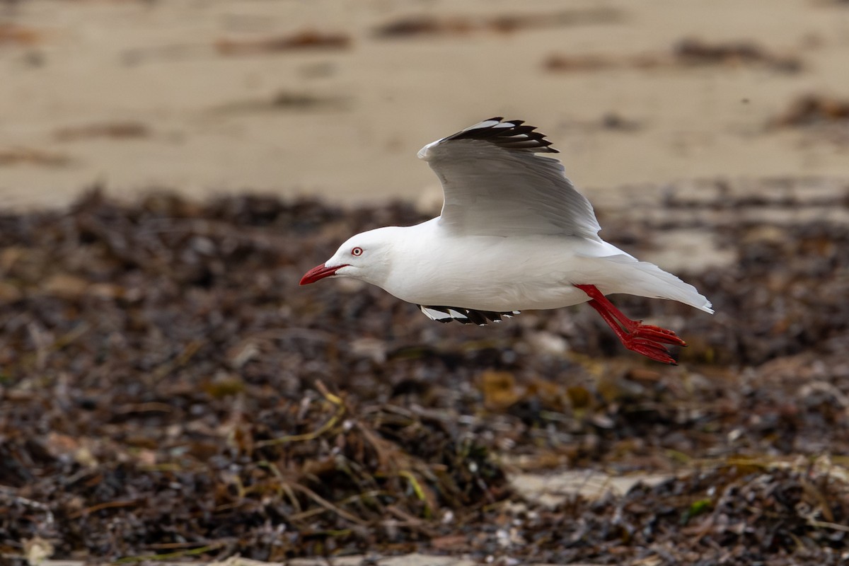 Silver Gull - ML645915394