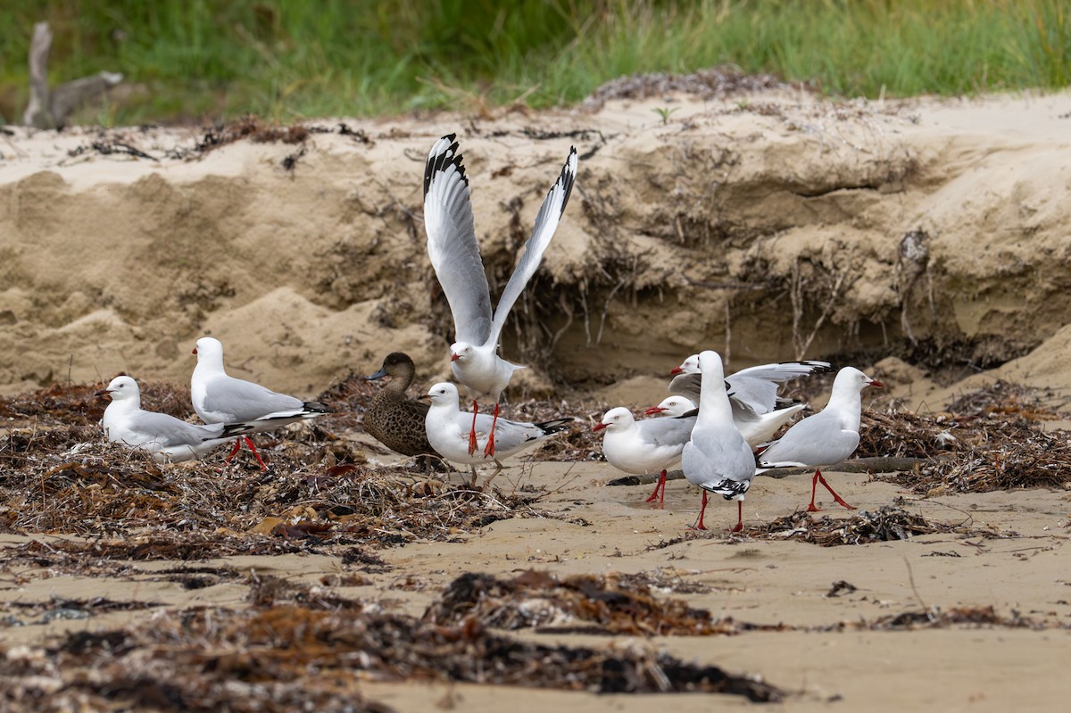 Silver Gull - ML645915395