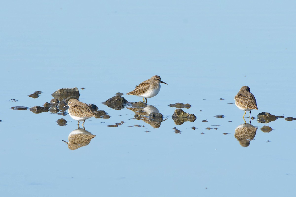 Gambecchio americano - ML645915401