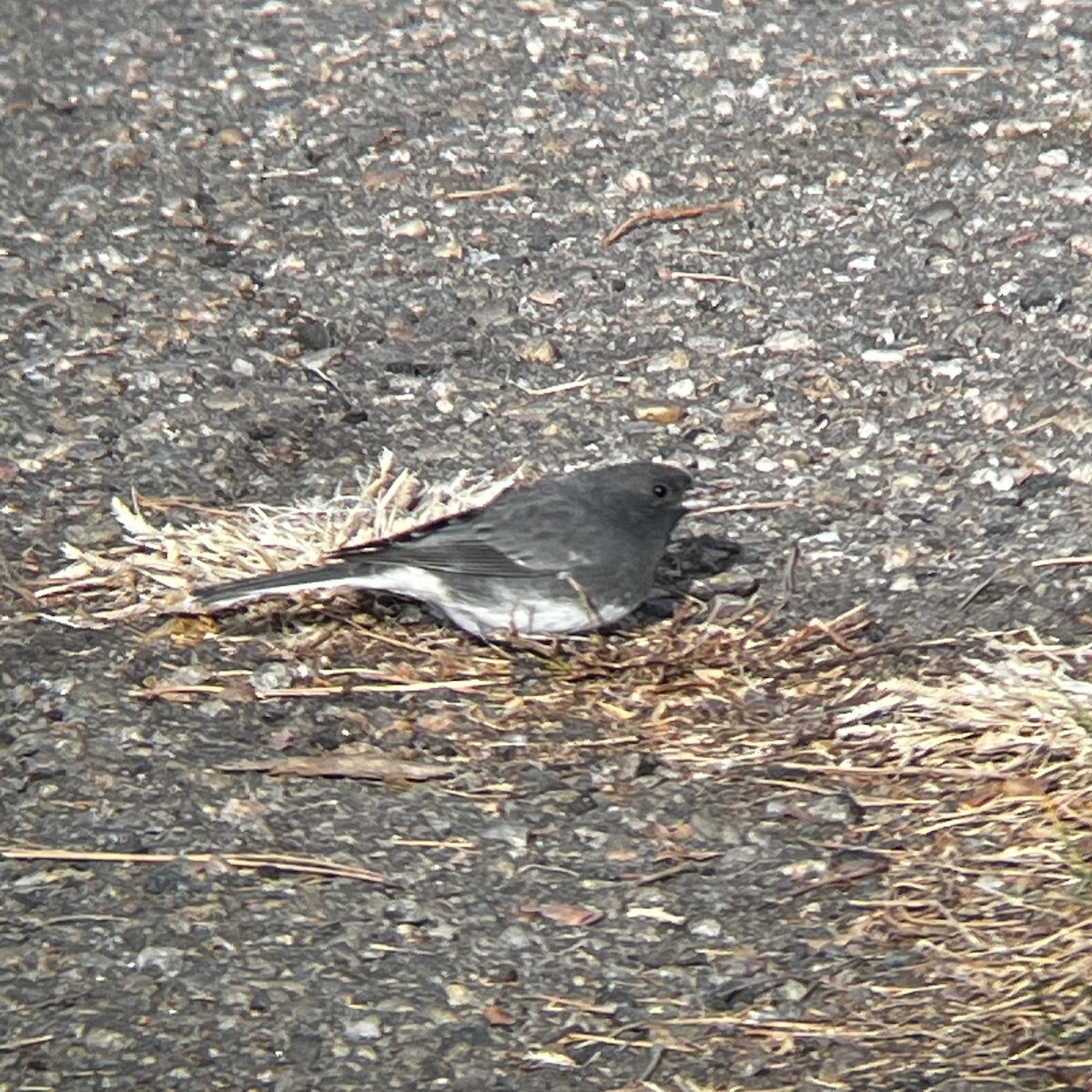 Dark-eyed Junco (Slate-colored) - ML645915405