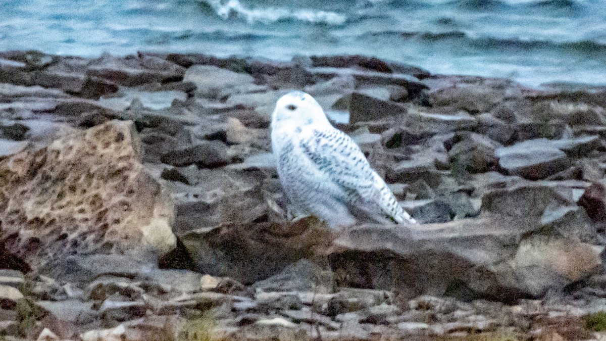 Цэвдгийн ууль - ML645915406