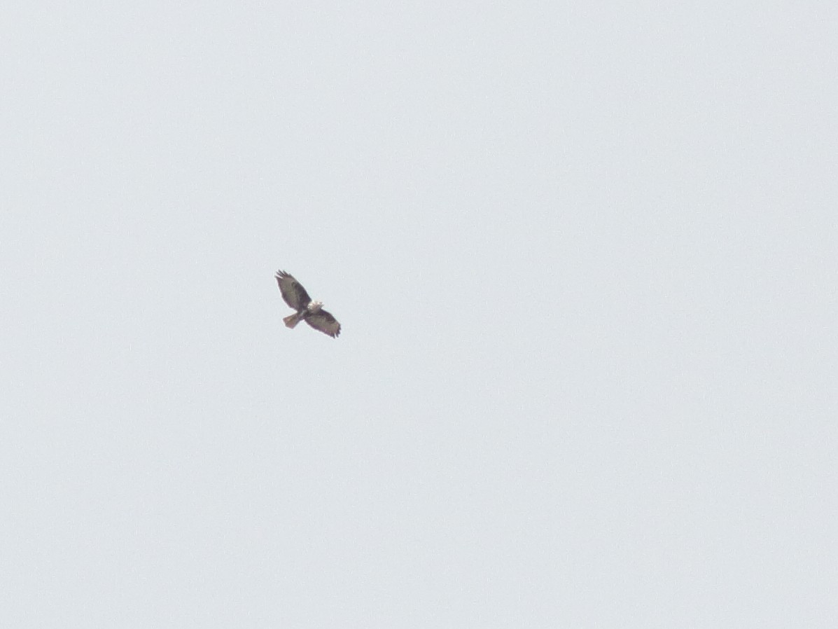 Buteo sp. - ML645915414