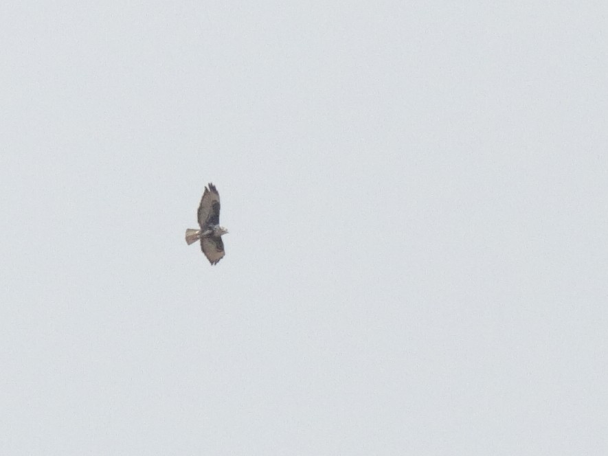 Buteo sp. - ML645915415