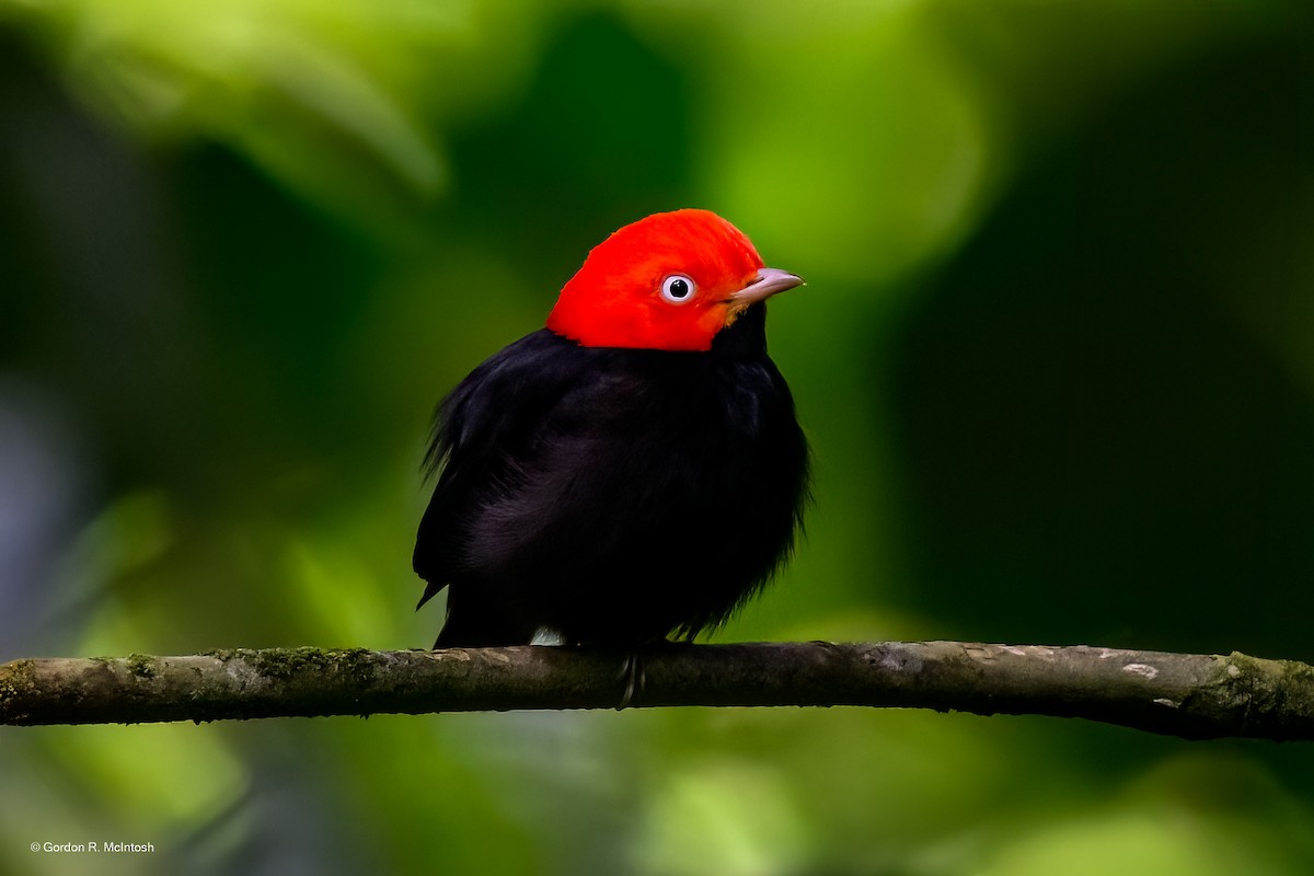 Red-capped Manakin - ML645915417