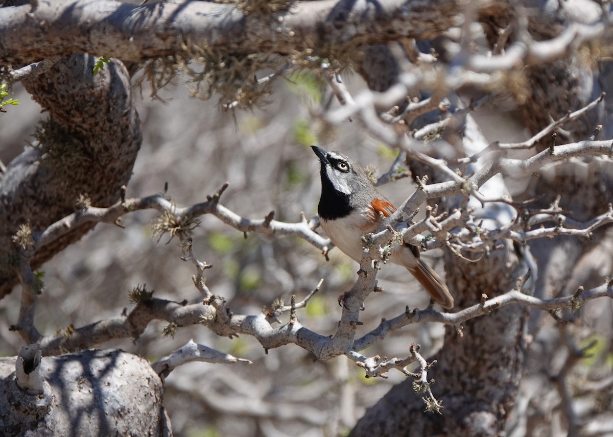 Red-shouldered Vanga - ML645915427