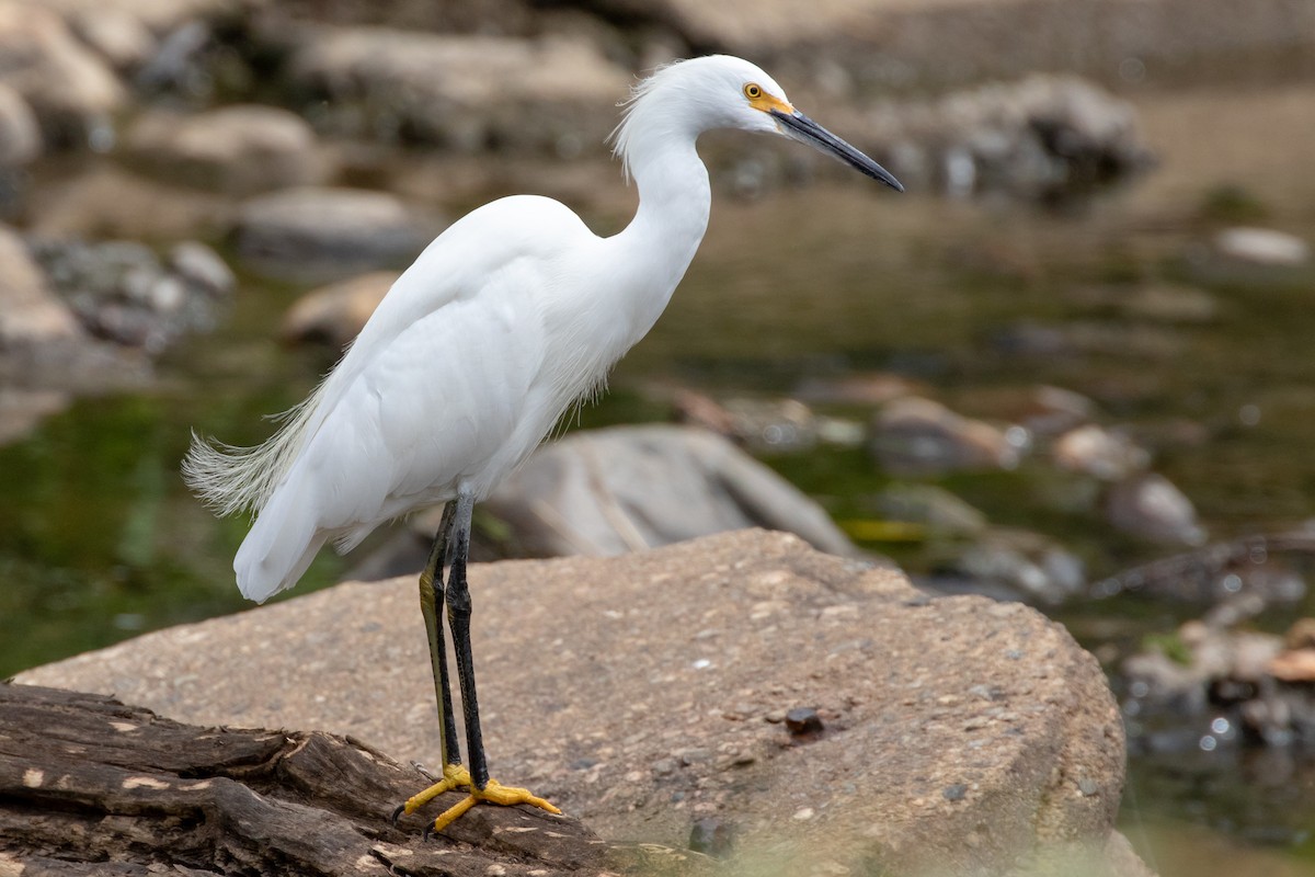 Snowy Egret - ML645915429