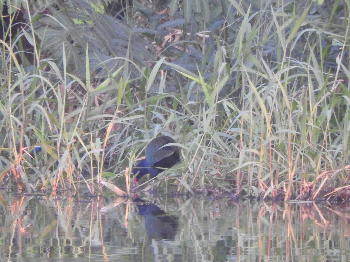 Малая султанка - ML645915432