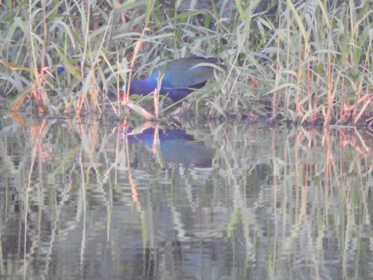 Малая султанка - ML645915433