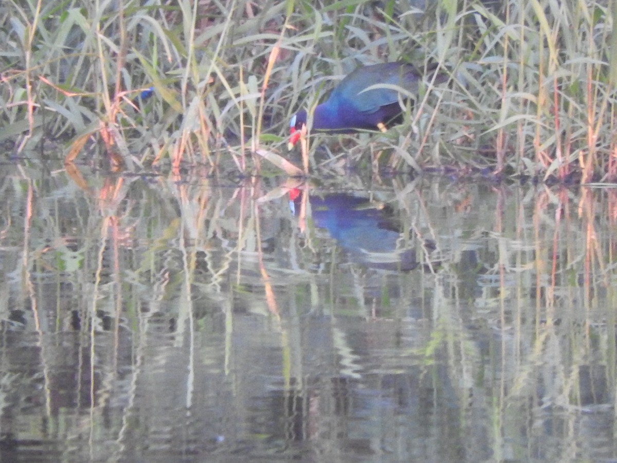 Малая султанка - ML645915434