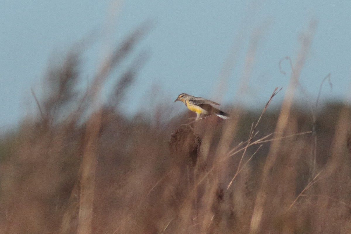 Western Meadowlark - ML645915439