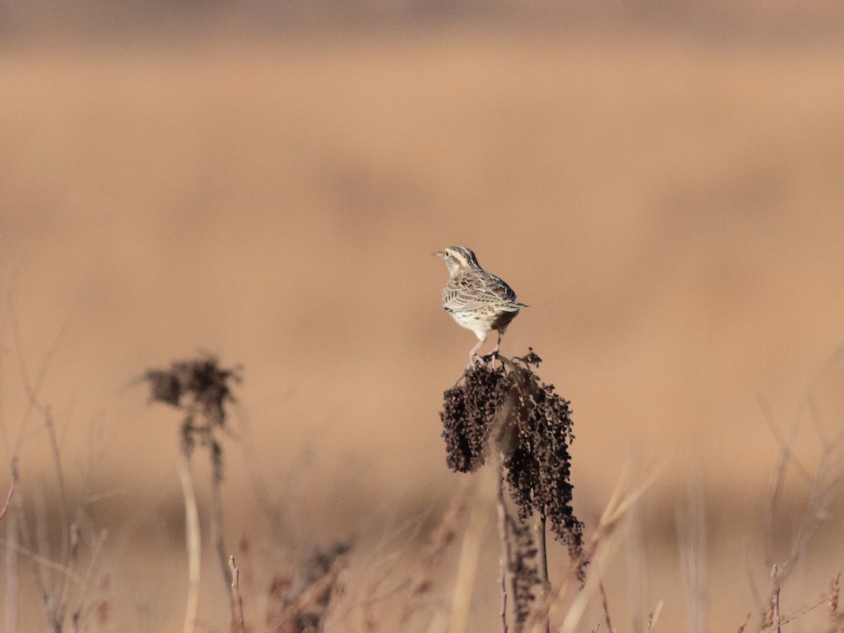 Western Meadowlark - ML645915441