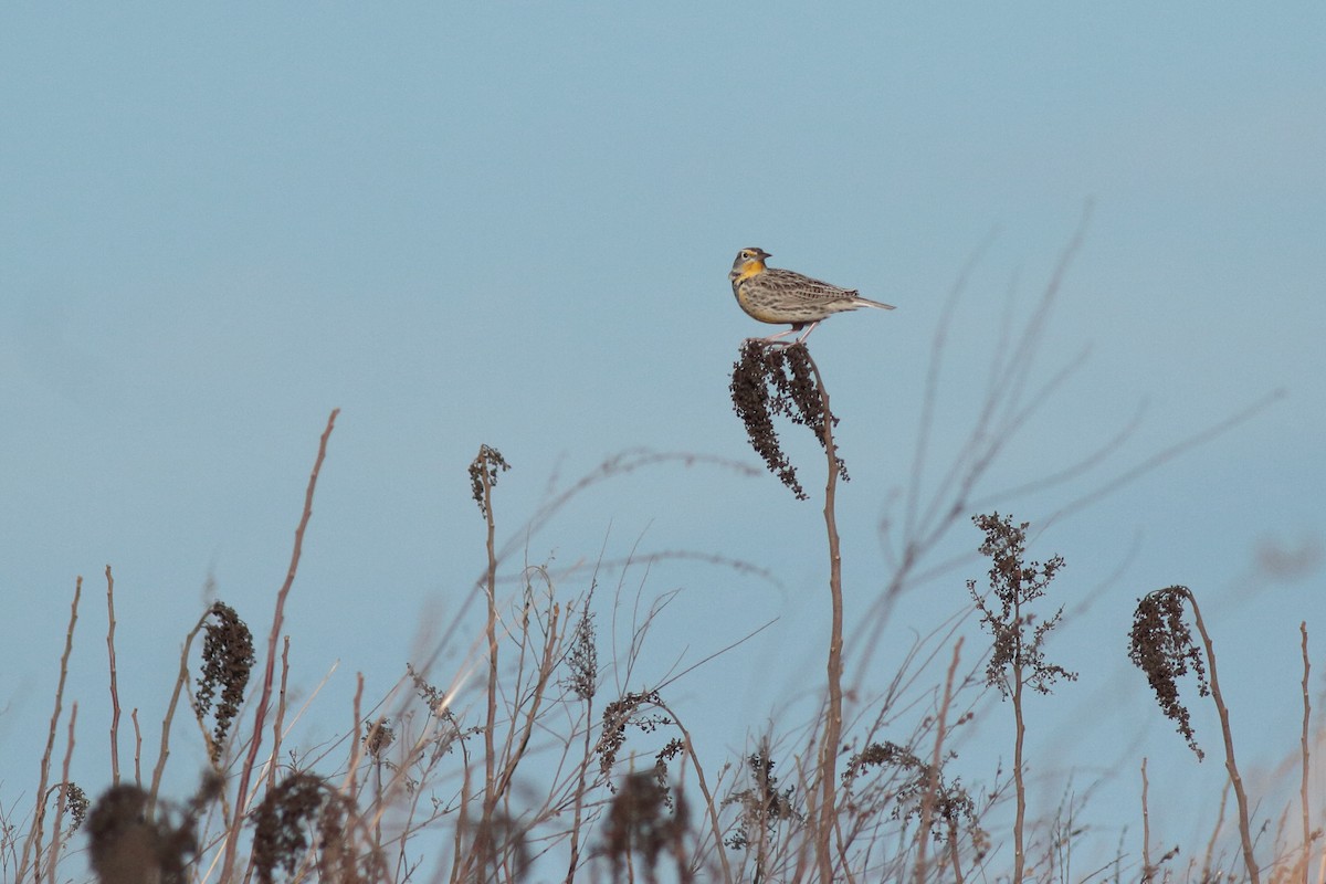 Western Meadowlark - ML645915442