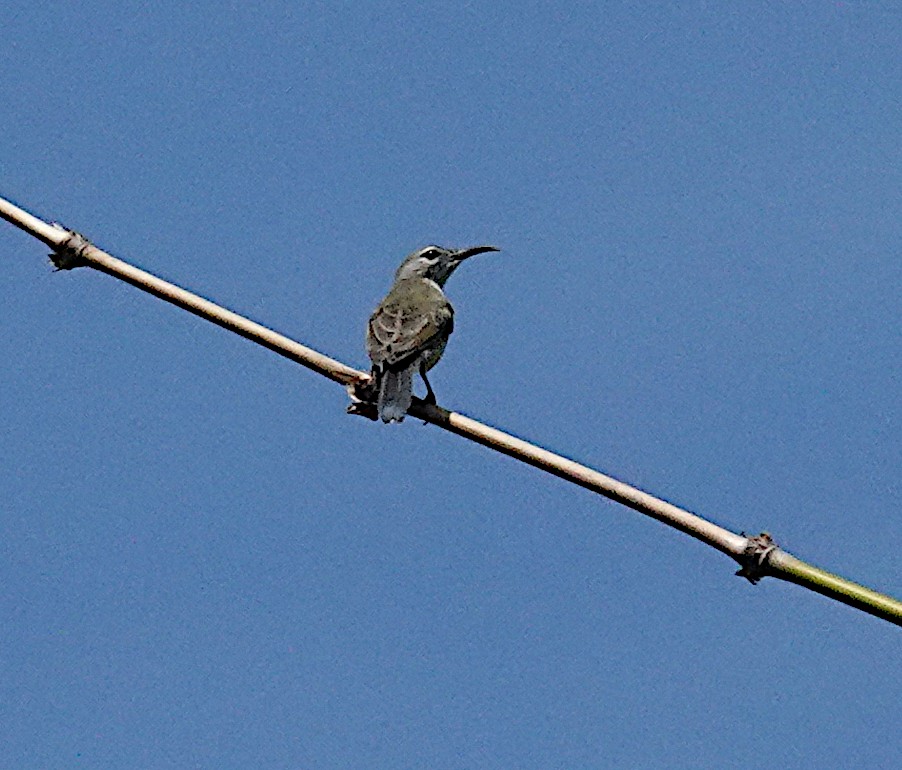 Медногрудая нектарница - ML645915447