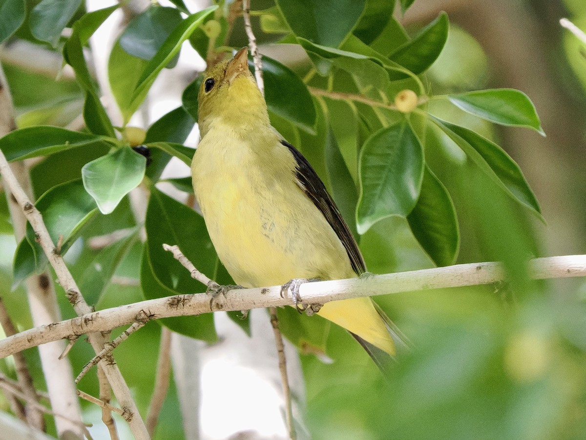 Scarlet Tanager - ML645915464