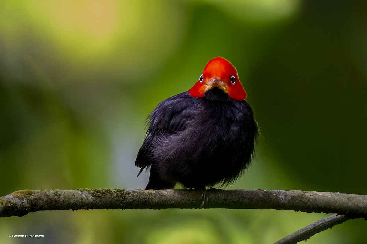 Red-capped Manakin - ML645915466