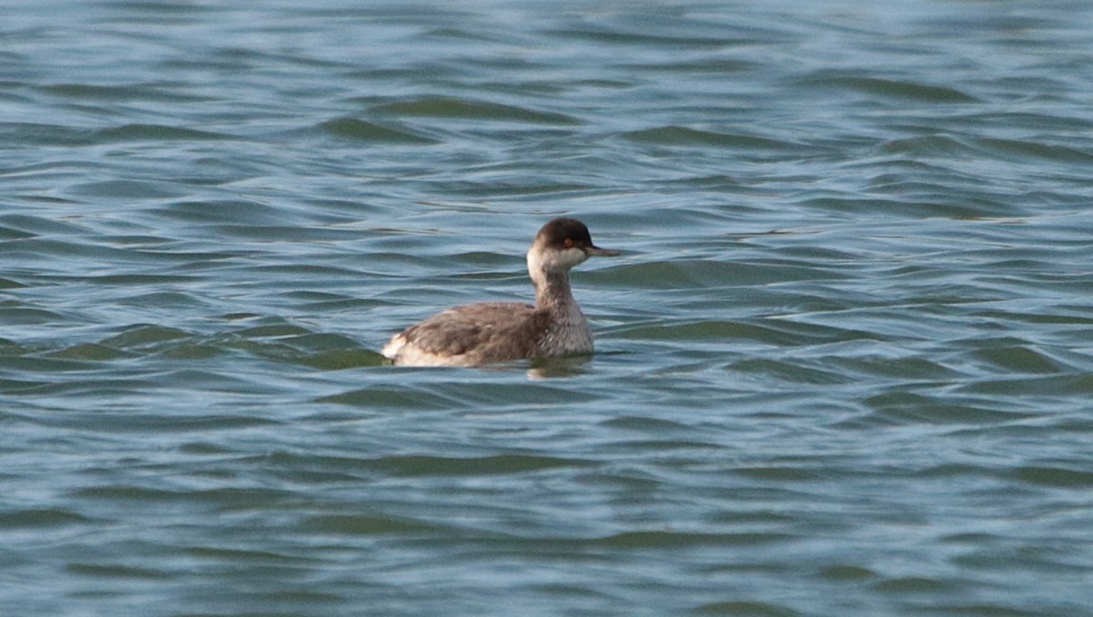 Eared Grebe - ML645915468
