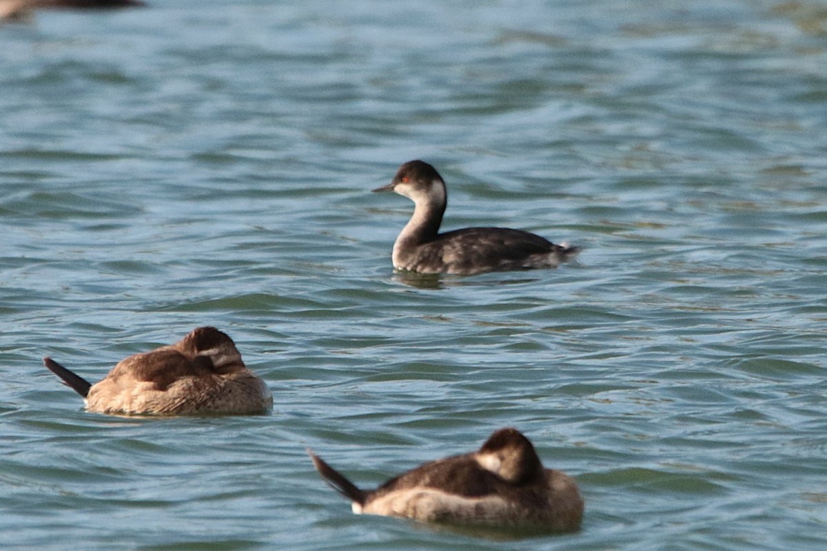 Eared Grebe - ML645915469