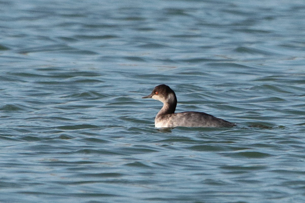 Eared Grebe - ML645915470