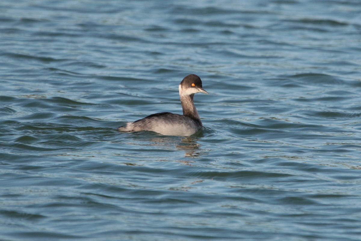 Eared Grebe - ML645915471
