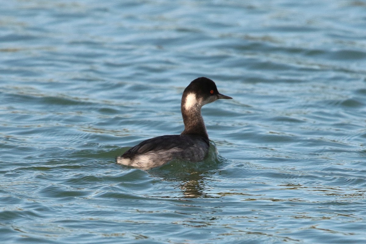 Eared Grebe - ML645915472