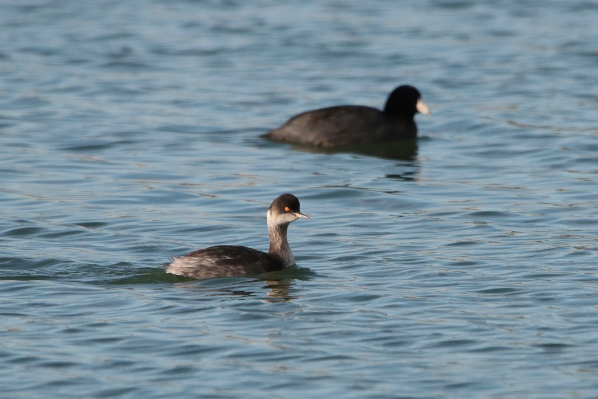 Eared Grebe - ML645915473