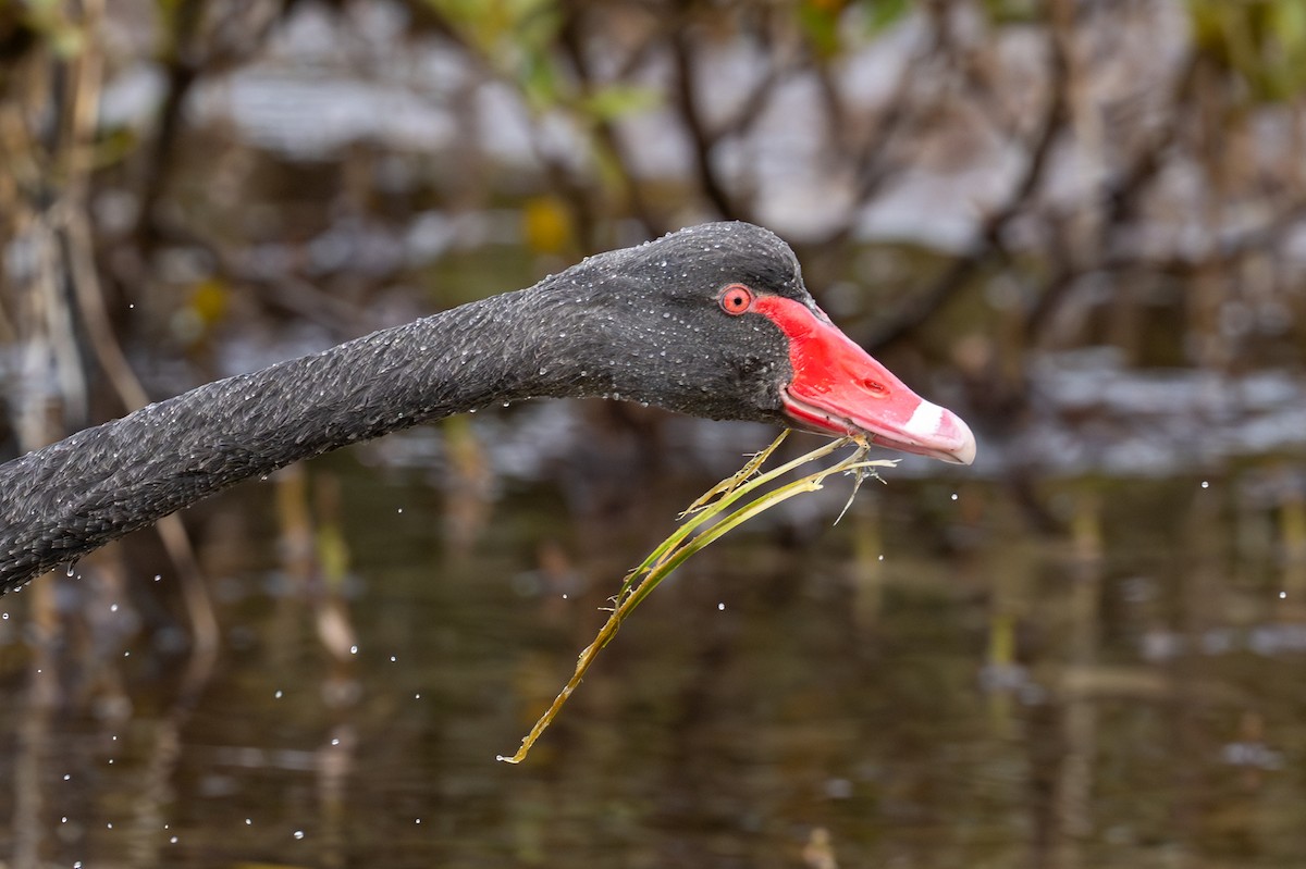 Black Swan - ML645915479