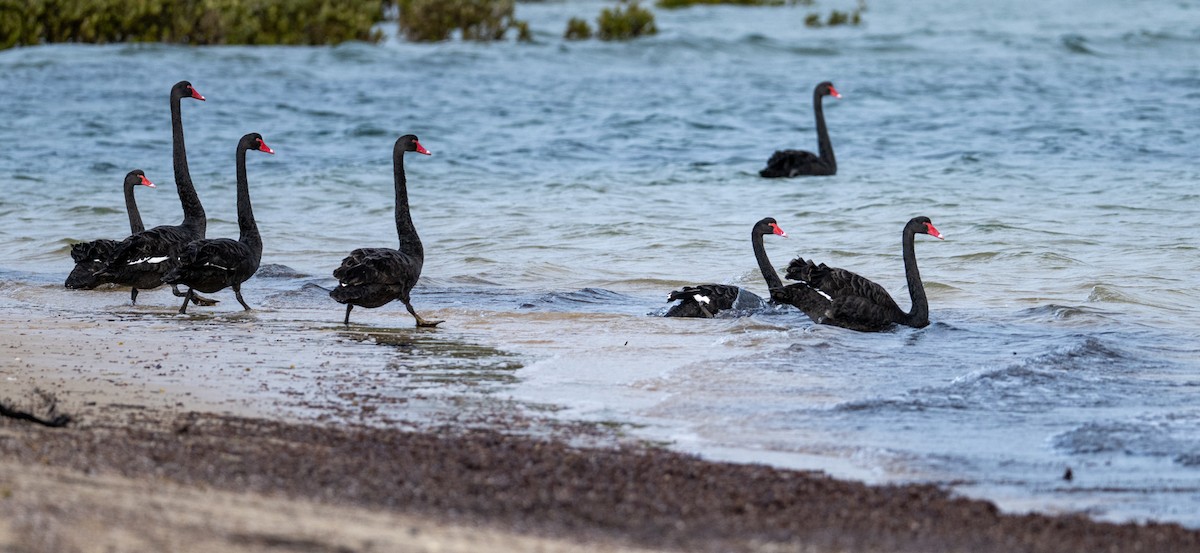 Black Swan - ML645915480