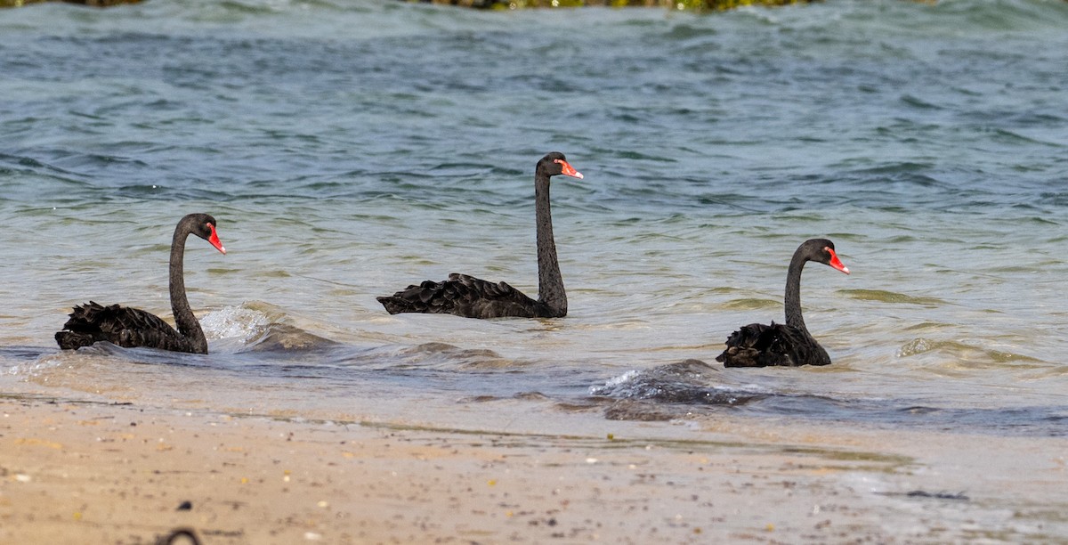 Black Swan - ML645915481