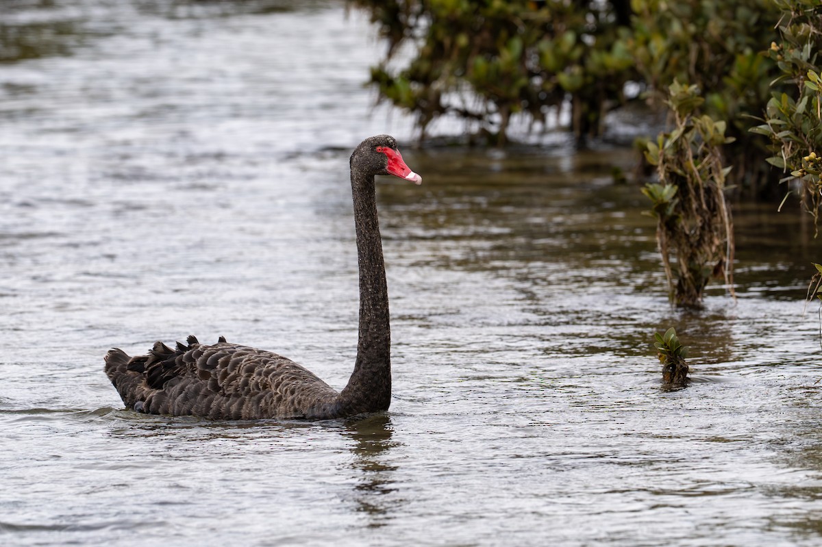 Black Swan - ML645915482