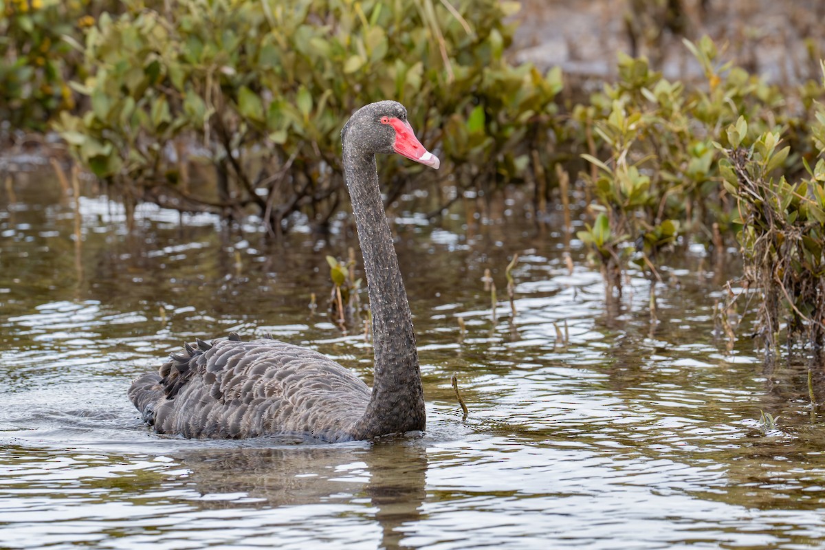 Black Swan - ML645915483