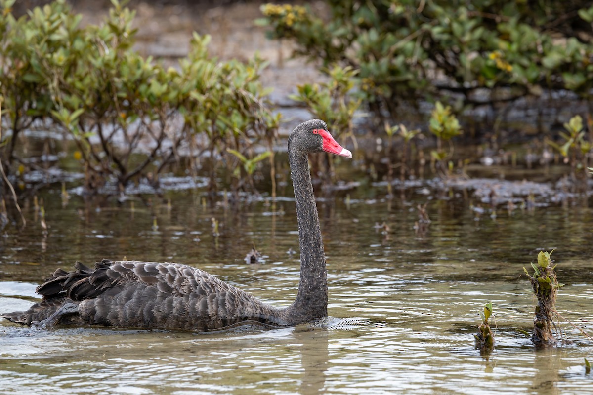 Black Swan - ML645915484