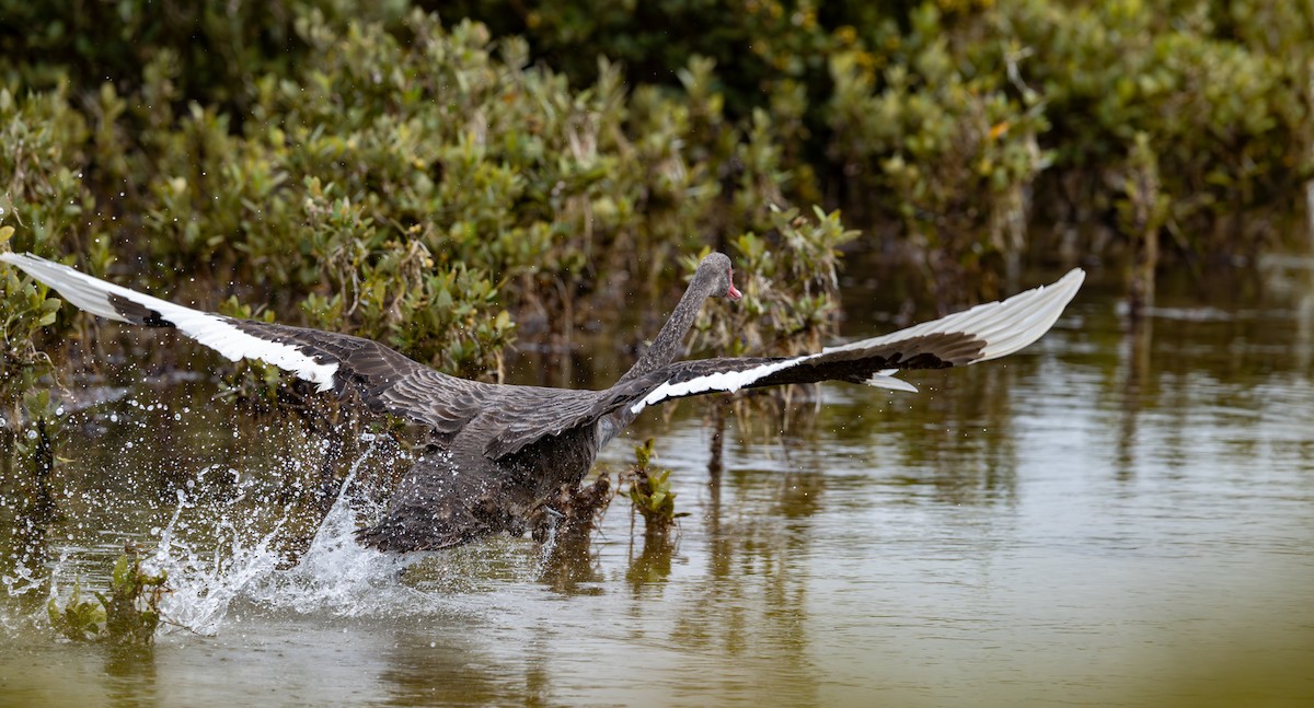 Black Swan - ML645915485
